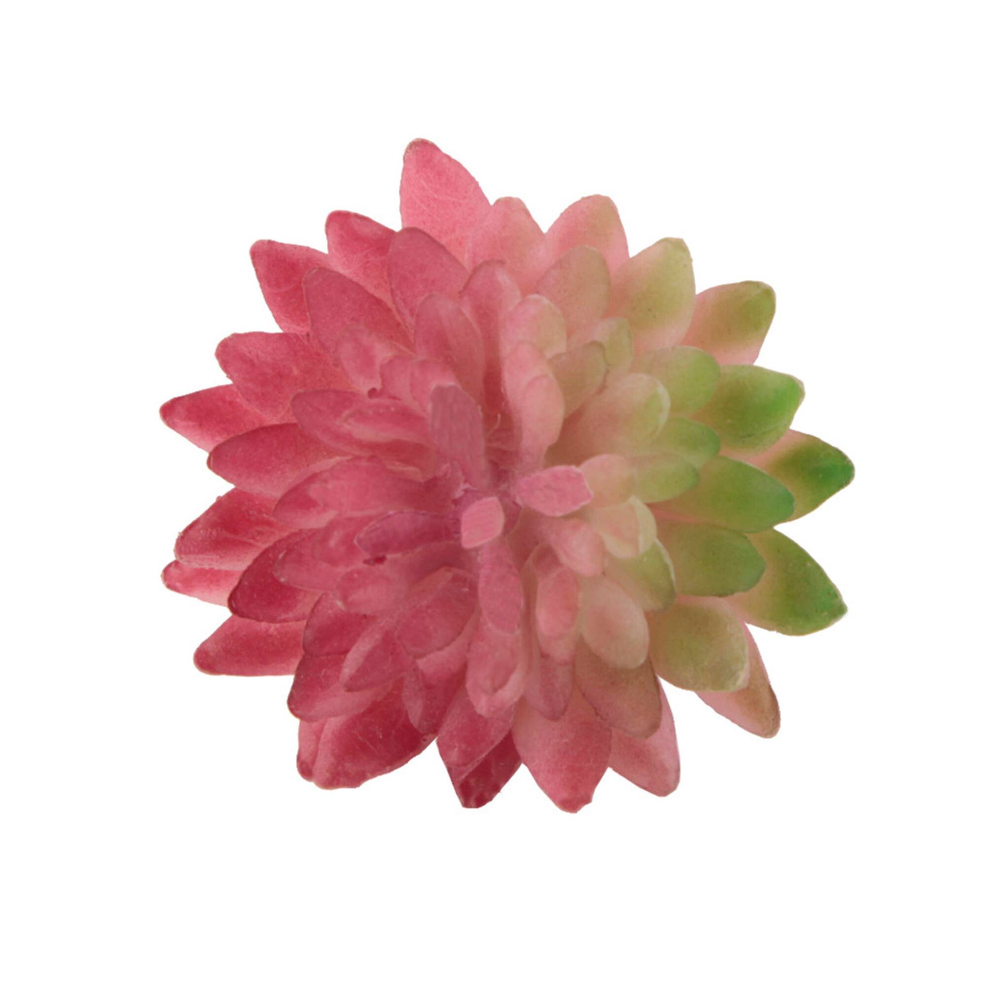 Flora Bunda® Pink Bean Succulent Pick, 12ct.